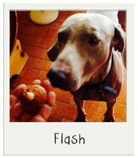 Flash et nos mini cup cakes pour chiens